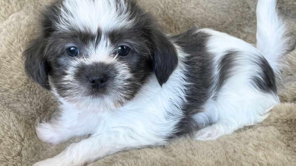 Itty Bitty 2 lb Shih Tzu Puppy Searching For Home After Being Born ...