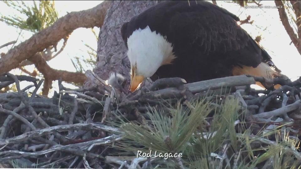 bald-eagle-s-nest-with-baby-chick-spotted-in-san-diego-county-newsbreak