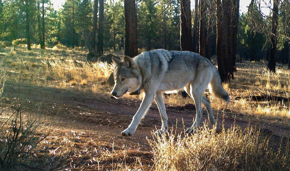 Wolves Have Impact On Ranchers, OSU Study Finds - NewsBreak