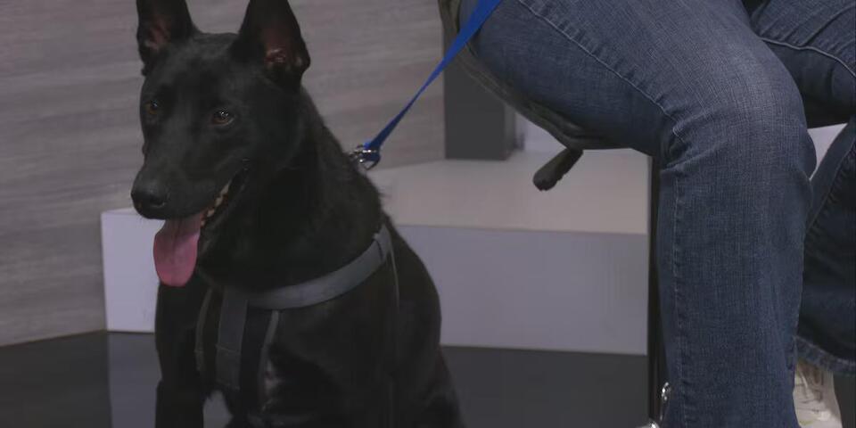 Talk of the Town: Paws N Ada Animal Shelter - NewsBreak