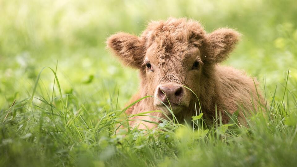 Baby Mini Cows' Adorable Bedtime 'Tippy Tappies' Instantly Go Viral ...