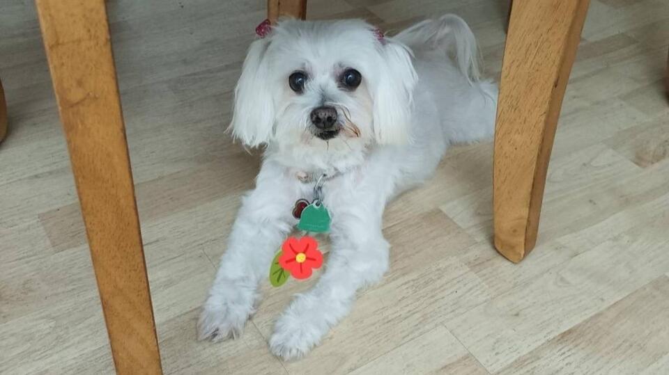Fluffy, the sweet senior Maltese, is looking for somewhere to call forever home