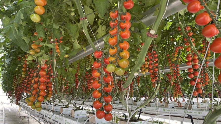 Ways To Prevent Premature Germination of Greenhouse Tomato Seeds