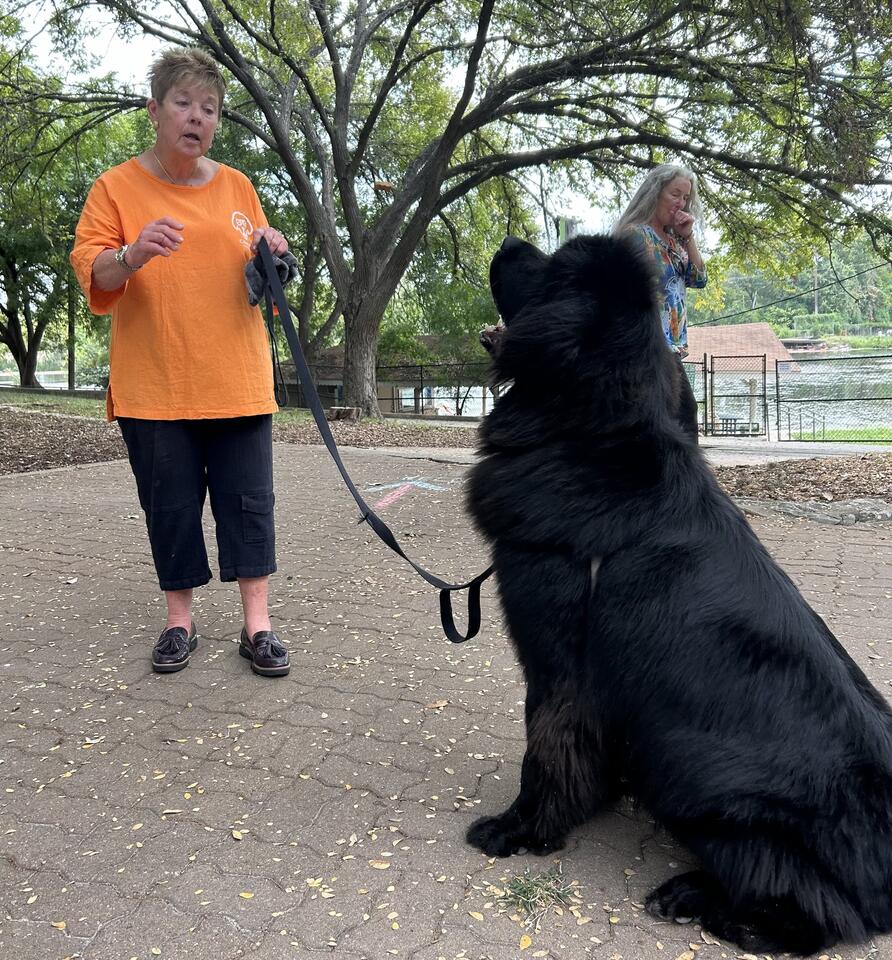 Donna Dishman, Co-Founder of Canine Classmates, Dies after Brief ...