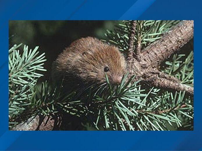 Conservation groups suing federal agency over plight of harbinger tree ...