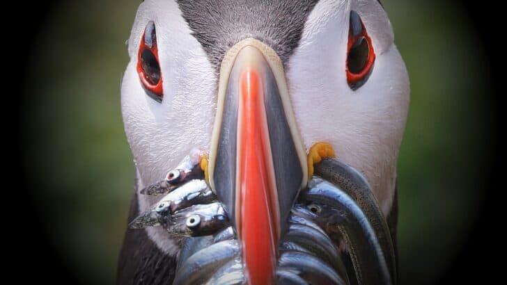 10 Birds With Fascinating Beaks - NewsBreak