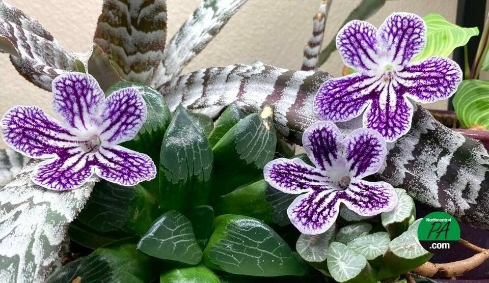 Exotic Plant Show returns to Wiliamsport - NewsBreak