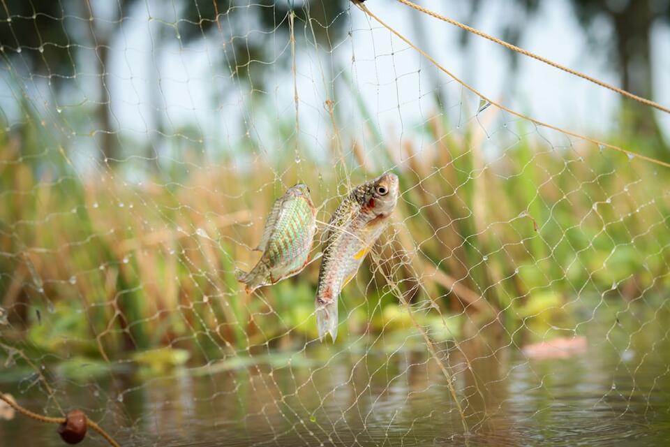 14 Places Where it Rains Fish, Frogs, and More - NewsBreak