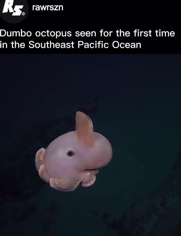 The Dumbo octopus known for its distinctive large fins was recently ...