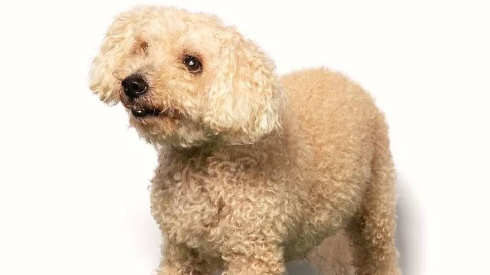Muppet is a 15 lb senior Miniature Poodle looking for a forever home