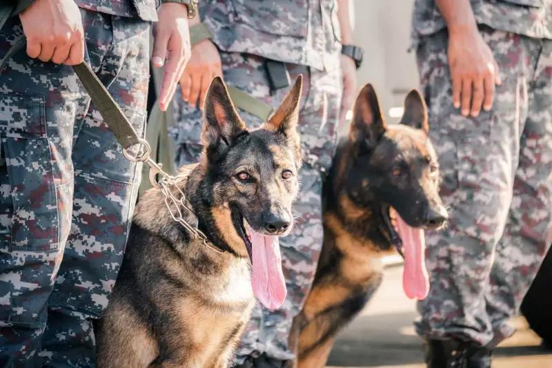 Startup Plans Cloned Super Dogs for Battlefield - NewsBreak