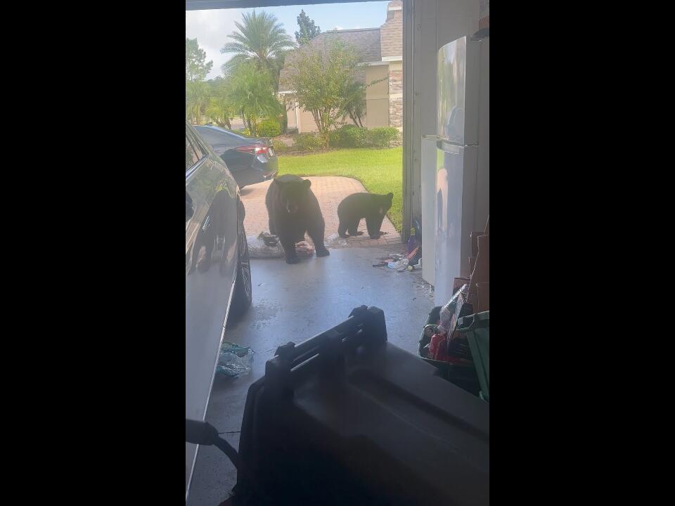 Black bears raid garage in Sanford, Florida