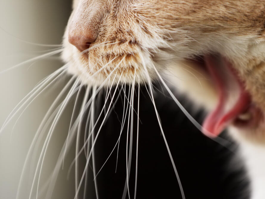 Cat Laryngitis Our Vet Explains Causes, Signs, & Treatments