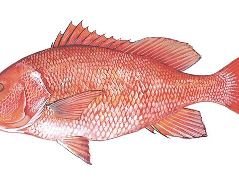 Anglers get 1 day to bag red snapper off the South Carolina coast ...