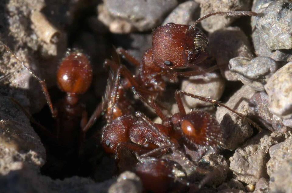 Kenya Ant Smuggling Case Exposes Wildlife Trafficking’s Tiny New ...