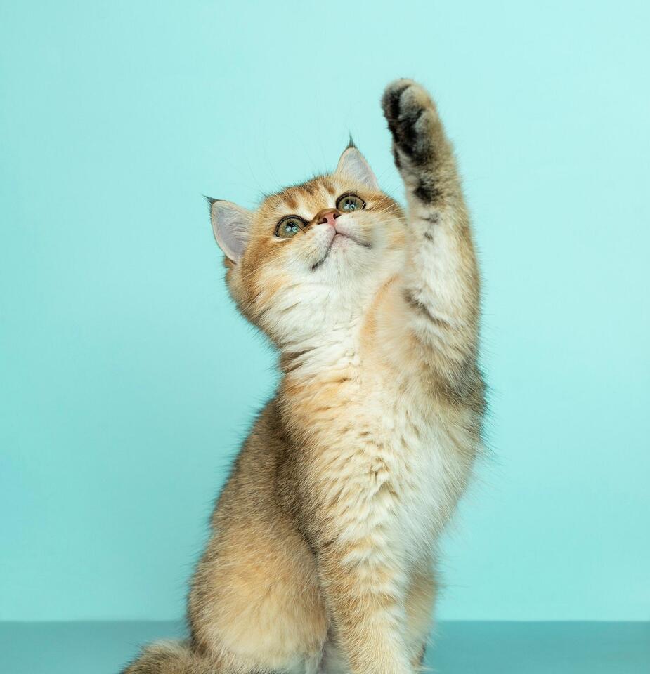 Baton Rouge Is Finally Getting Its First Cat Café - NewsBreak