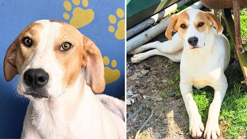 1-Year-Old Foxhound Mix is Searching For a New Home After Being Rescued ...