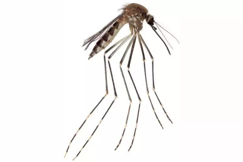 Scientists Confirmed a New US Mosquito Species—and It May Already Be ...