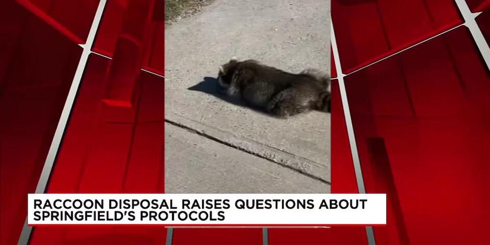 Disposal of possibly rabid raccoon raises questions about Springfield ...