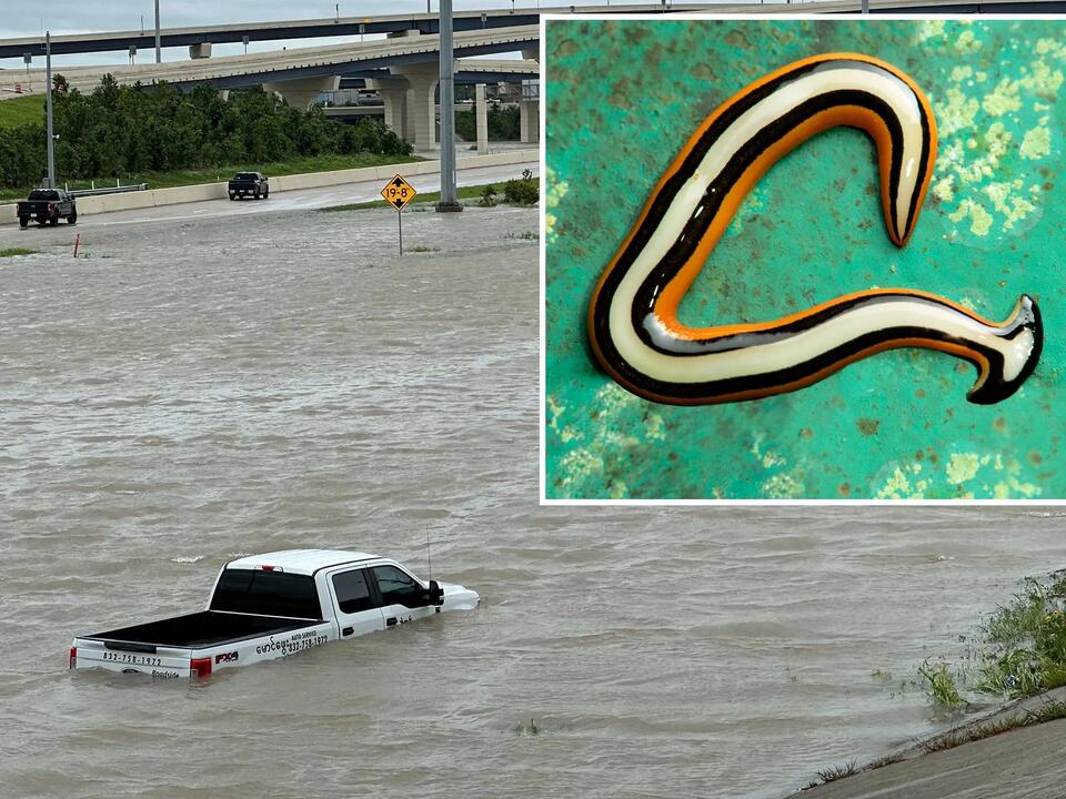 Texas rains to flush out giant poisonous worms that regenerate when