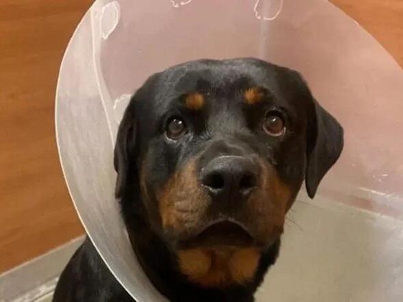Miami Community Rallies to Fund Surgery for Rottweiler Shot Outside Home