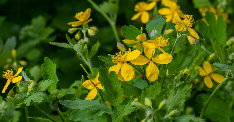 7 Native Ohio Groundcovers That Self-Seed In Shady Gardens