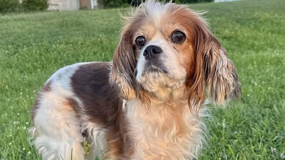 Abandoned Cavalier King Charles Spaniel, Bella, seeks adoption after medical recovery