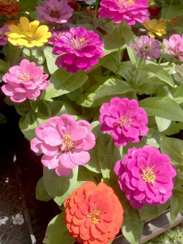 Plant zinnias for a long season of colorful blooms in the garden