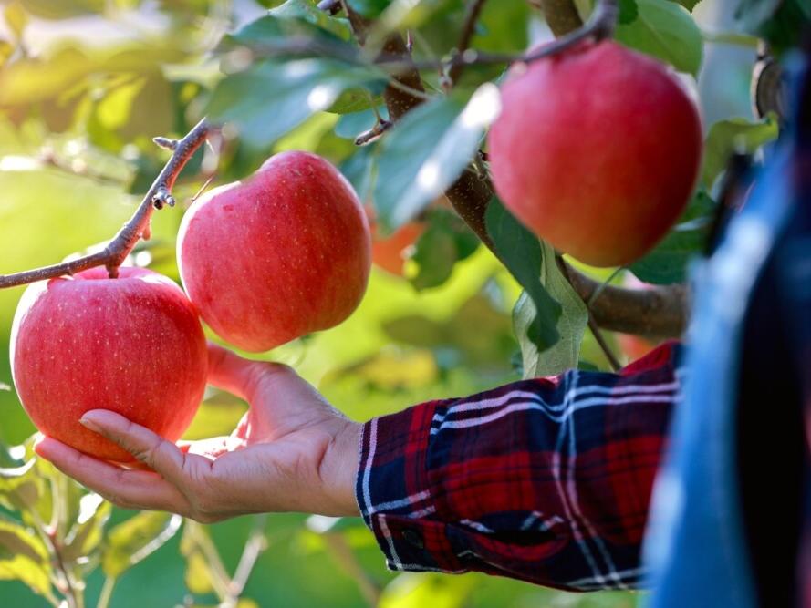 What Growing Zones Are in New York?