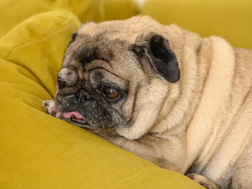 Senior Dog Rescue Mom Explains How LifeSized Dummy Helps Ease