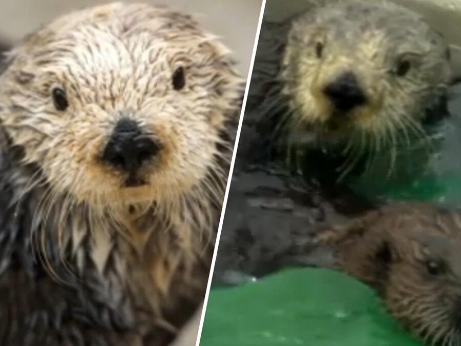 Monterey Bay Aquarium's matriarchal sea otter Rosa dies