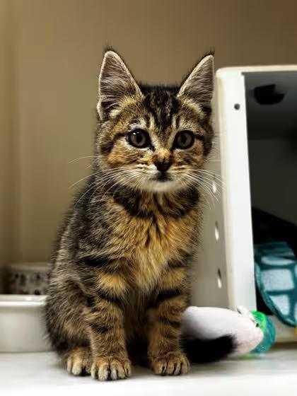 🐱 Playful Kalispell Kittens Ready for Adoption and Love - NewsBreak