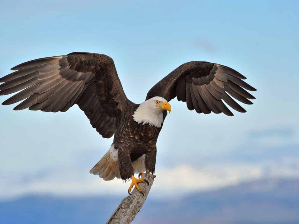 The 6 Best Places and Times to See Bald Eagles in New York