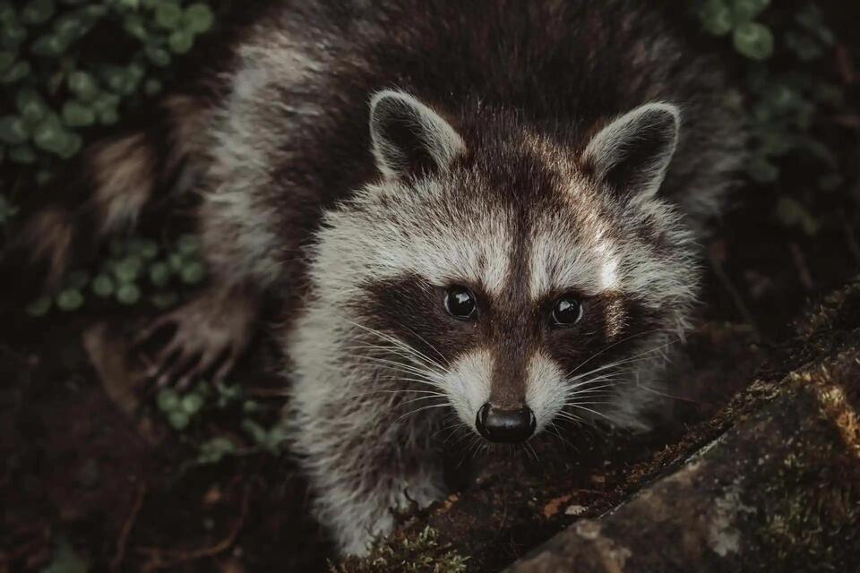 Is It Legal to Own a Raccoon in Wyoming? Laws, Permits & Safer ...