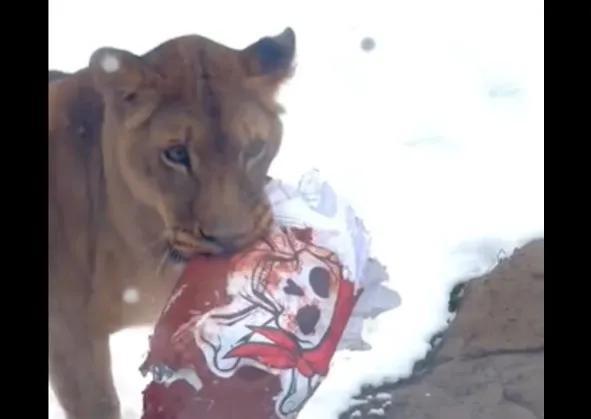 WATCH: Detroit Zoo lions rip apart Bucs gear for 'daily enrichment ...