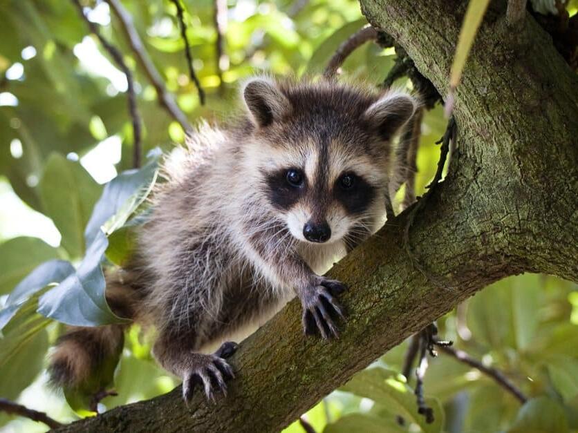 How to Care For a Baby Raccoon 8 Steps to Take If You Encounter One