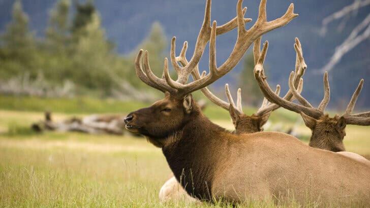 Wildlife That Thrives in the Great Smoky Mountains - NewsBreak