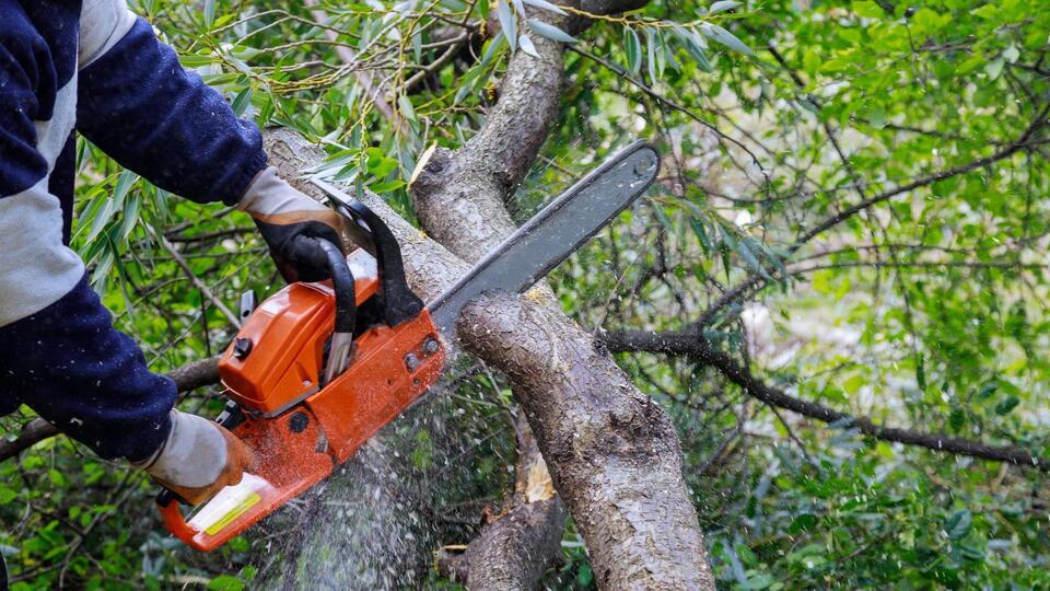 Brownsville Police Dept. warns of unauthorized tree cutters on west ...