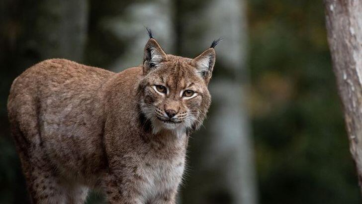 America’s Forest Animals Are Quietly Disappearing – and Few Are ...