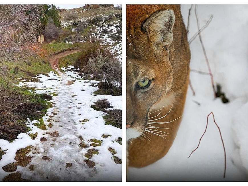 2 Most Common Wild Animals in the Boise Foothills During Winter