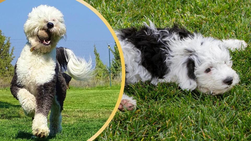 The Ultimate Guide to Owning a Sheepadoodle - NewsBreak