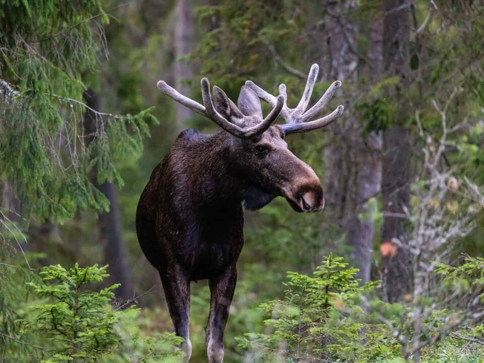 What Does a Moose Call Sound Like and What They Use It For