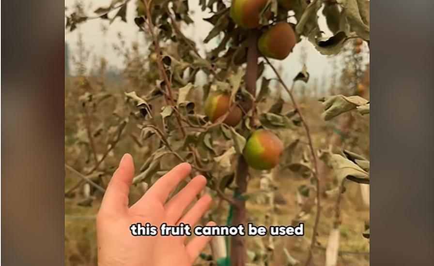 Videos: What’s Next for Farmers Affected by Western Wildfires?