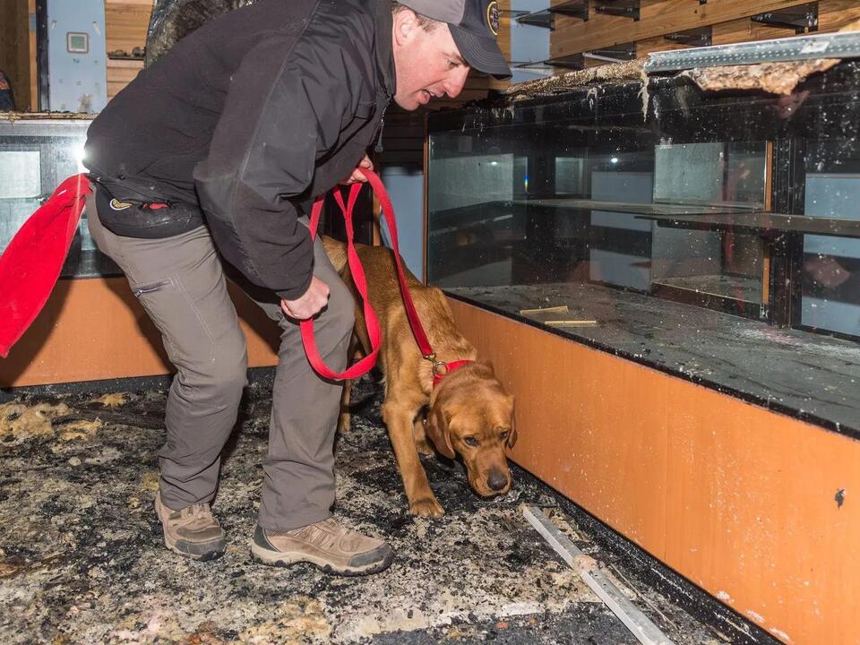 Maine Fire Marshal's Office introduces new arson K9 'Cheeto'