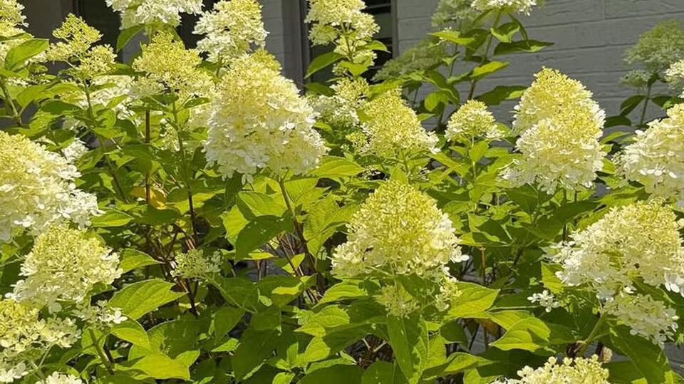 Paige Drummond Is ‘Obsessed’ With How Her Limelight Hydrangea Tree Is Blooming