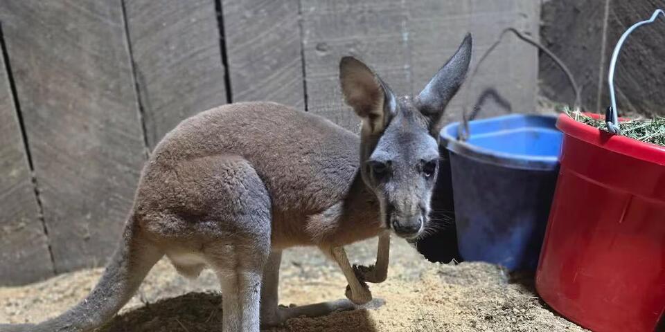 Runaway kangaroo reported in Middle Tennessee - NewsBreak