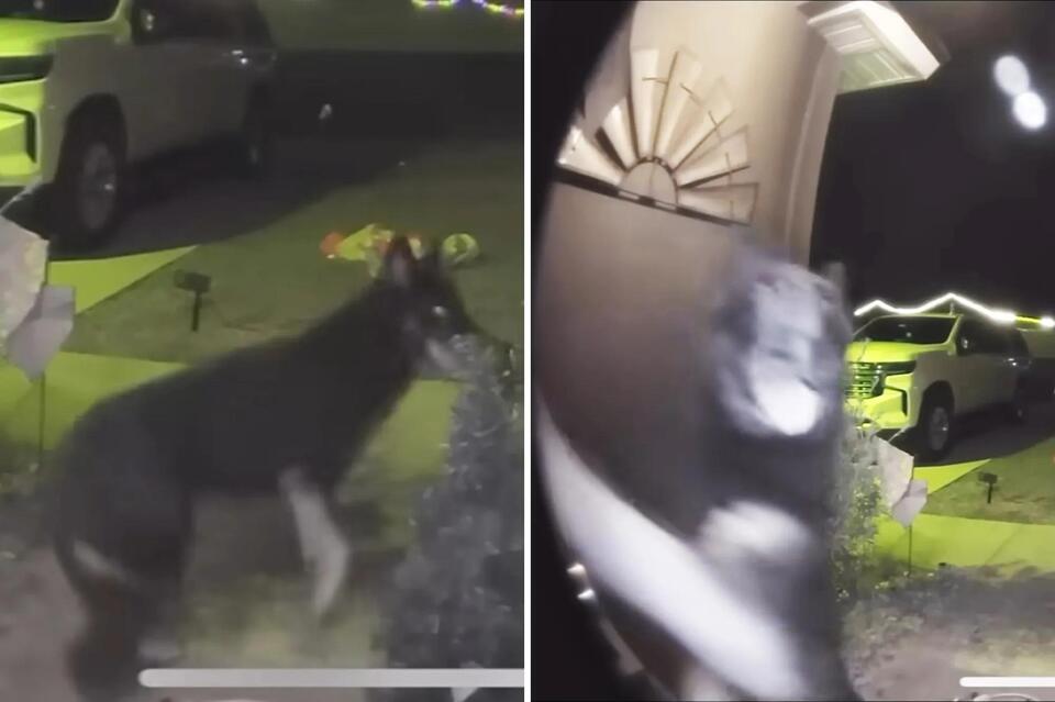 Family reunited with missing dog on Christmas Eve after pooch rings ...