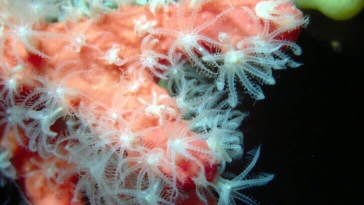 How Coral Polyps Work Together as One Super-Organism - NewsBreak