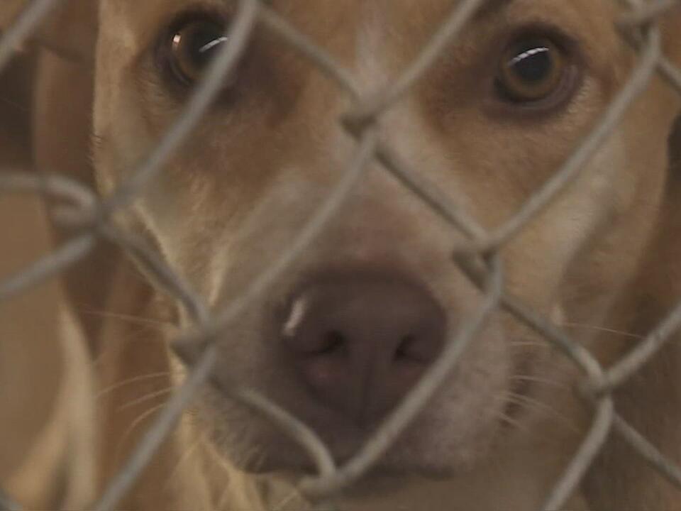 Nokill shelter at capacity, animals at risk of euthanization
