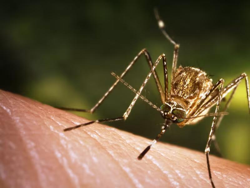 Keeping an eye on mosquitoes & West Nile numbers in the Ozarks